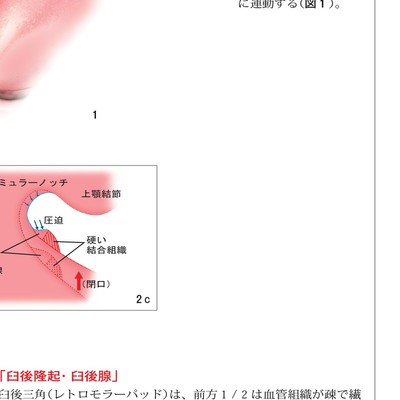 GDS 総義歯の真髄