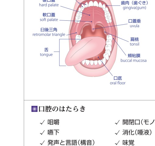 口の中がわかる ビジュアル 歯科口腔科学読本