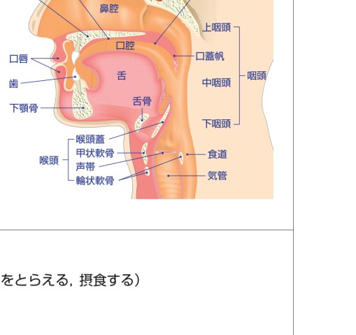 口の中がわかる ビジュアル 歯科口腔科学読本 | 全国医学部附属