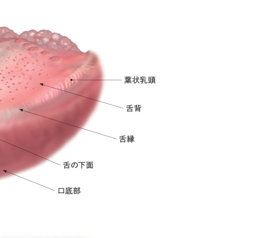 新版 チェアサイド・介護で役立つ 口腔粘膜疾患アトラス