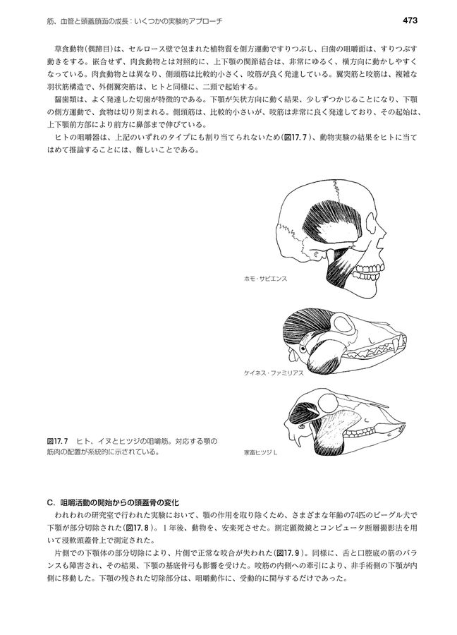 顎顔面成長の基本原理