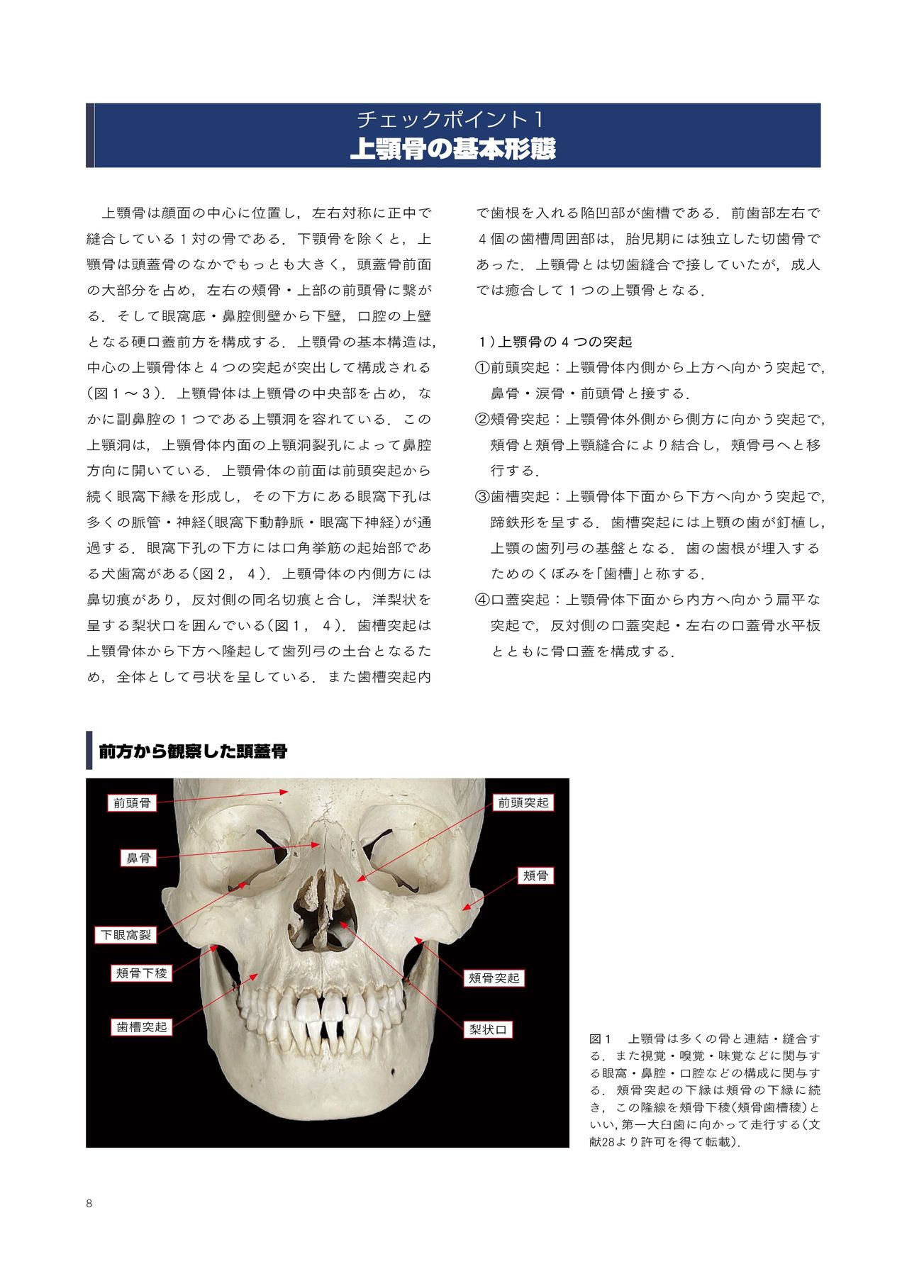 チェアサイドで見る臨床口腔解剖学
